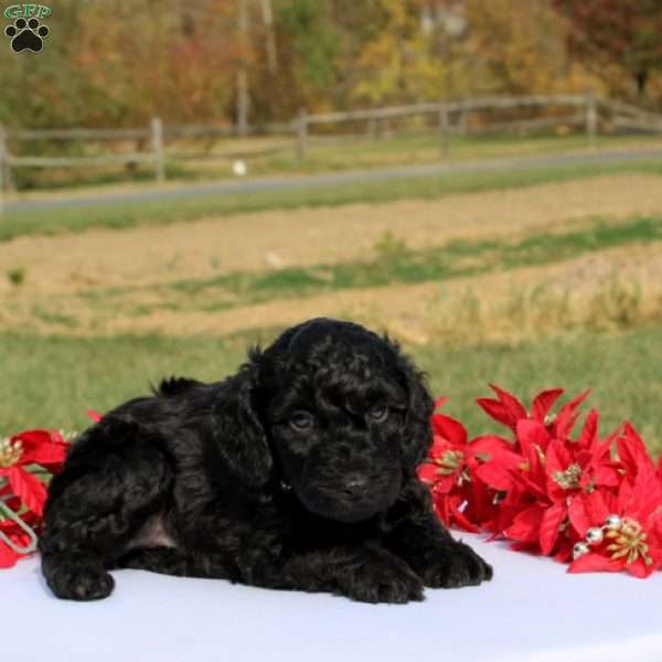 Atticus, Miniature Poodle Puppy